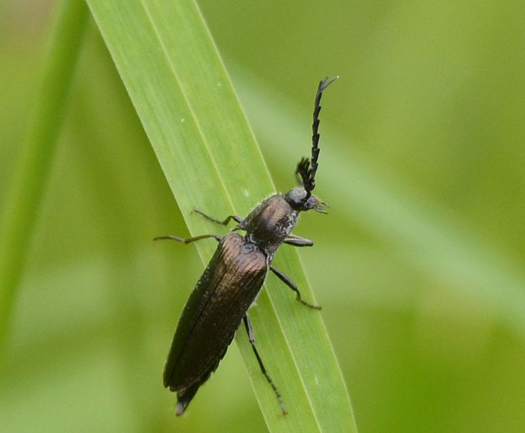 Elateridae:  Ctenicera cuprea ?  No, Ctenicera pectinicornis